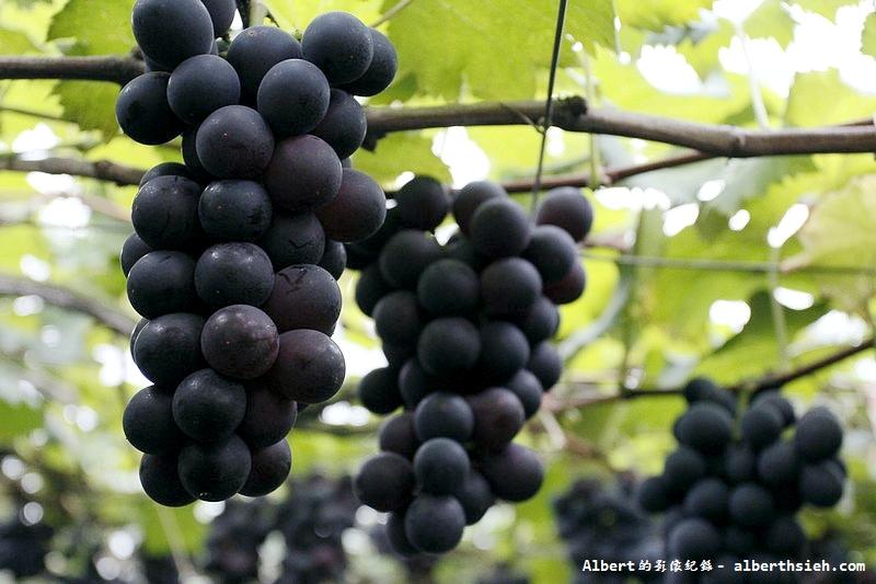 Kyoho Grape องุ่นเคียวโฮ